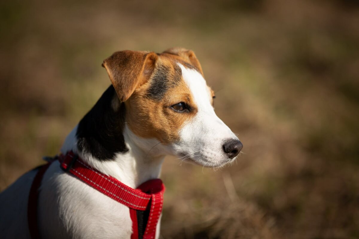 Smooth Coat Fox Terrier wearing a dog harness. Image credit James Frid