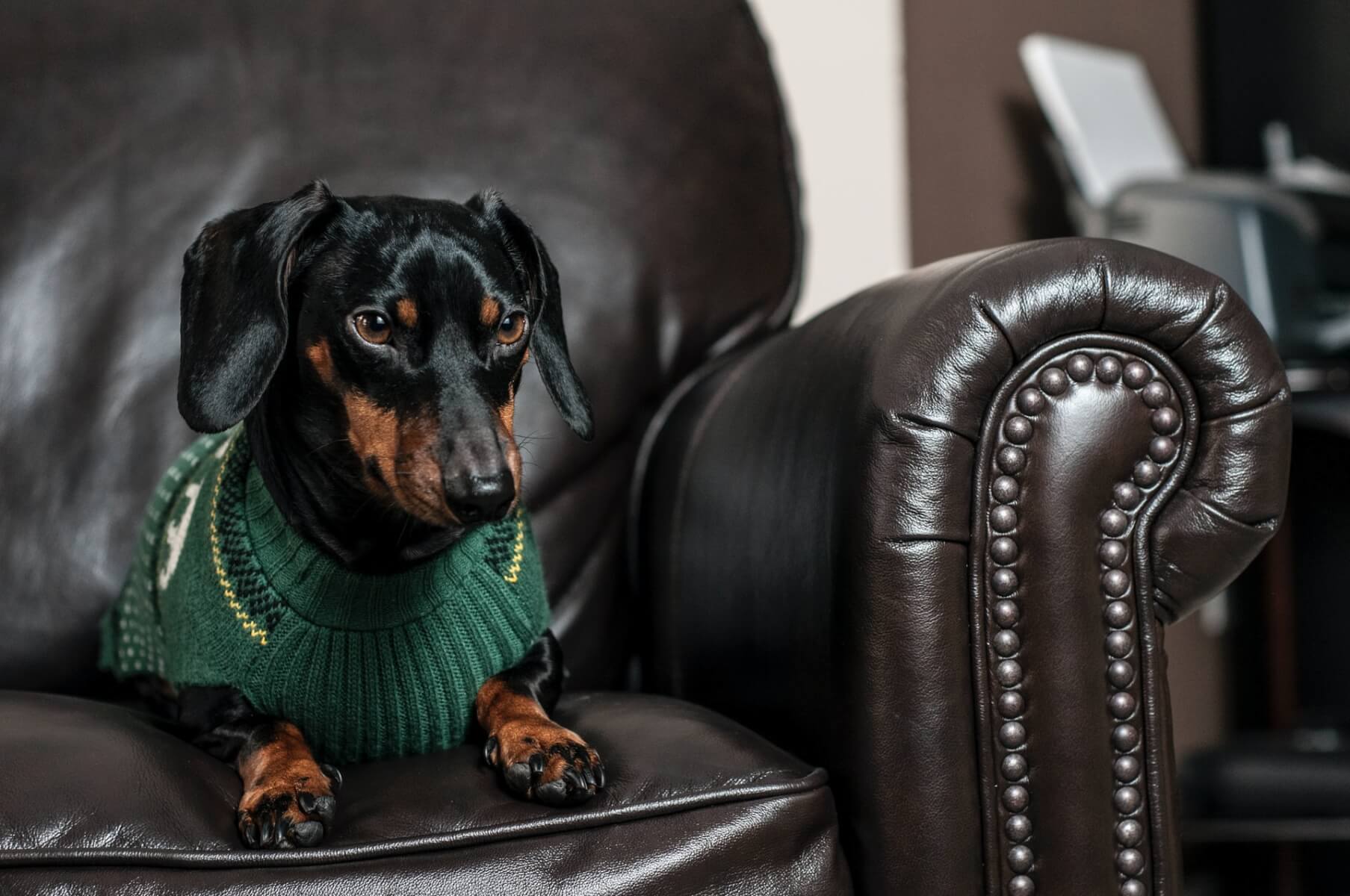 Dog sitting on a leather chair. Photo credit: Erda Estremera