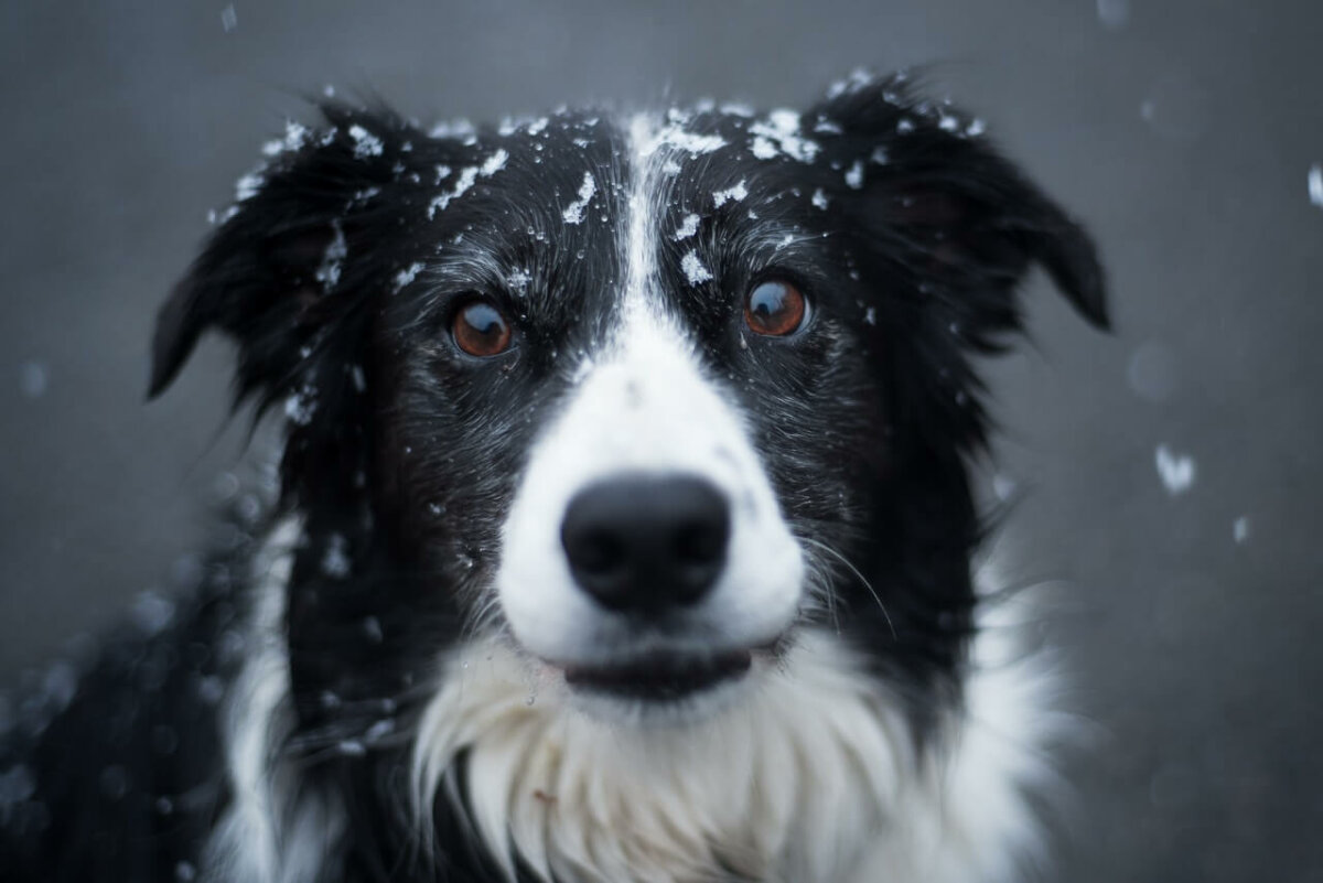 Black and white dog standing in the snow. Photo credit: Aloïs Moubax