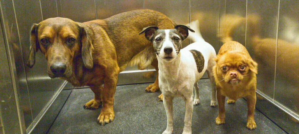 Three dogs standing in an elevator