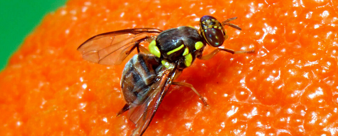 Fruit fly sitting on an orange. Photo Credit: FAO/IAEA