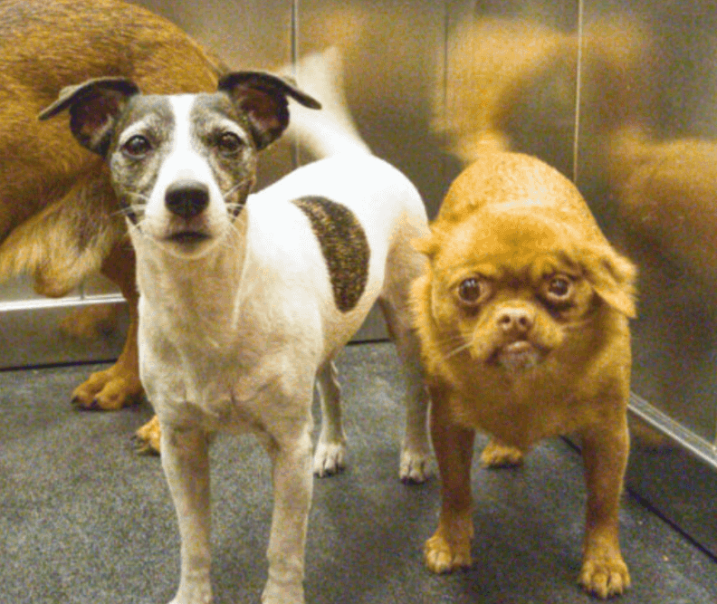 Dogs in an Elevator