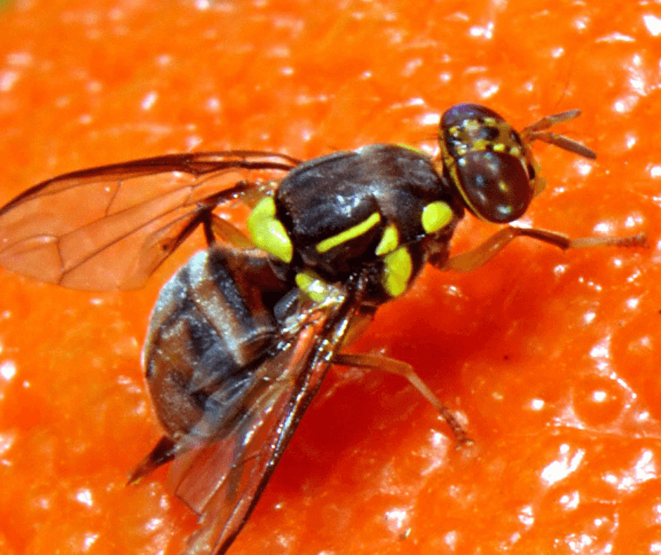 Fruit fly sitting on an orange