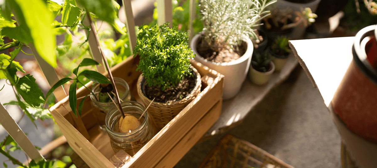 Plants on a balcony