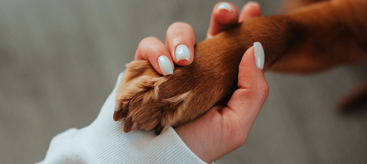 Woman holding a dog's paw. Image credit: Ivan Babydov
