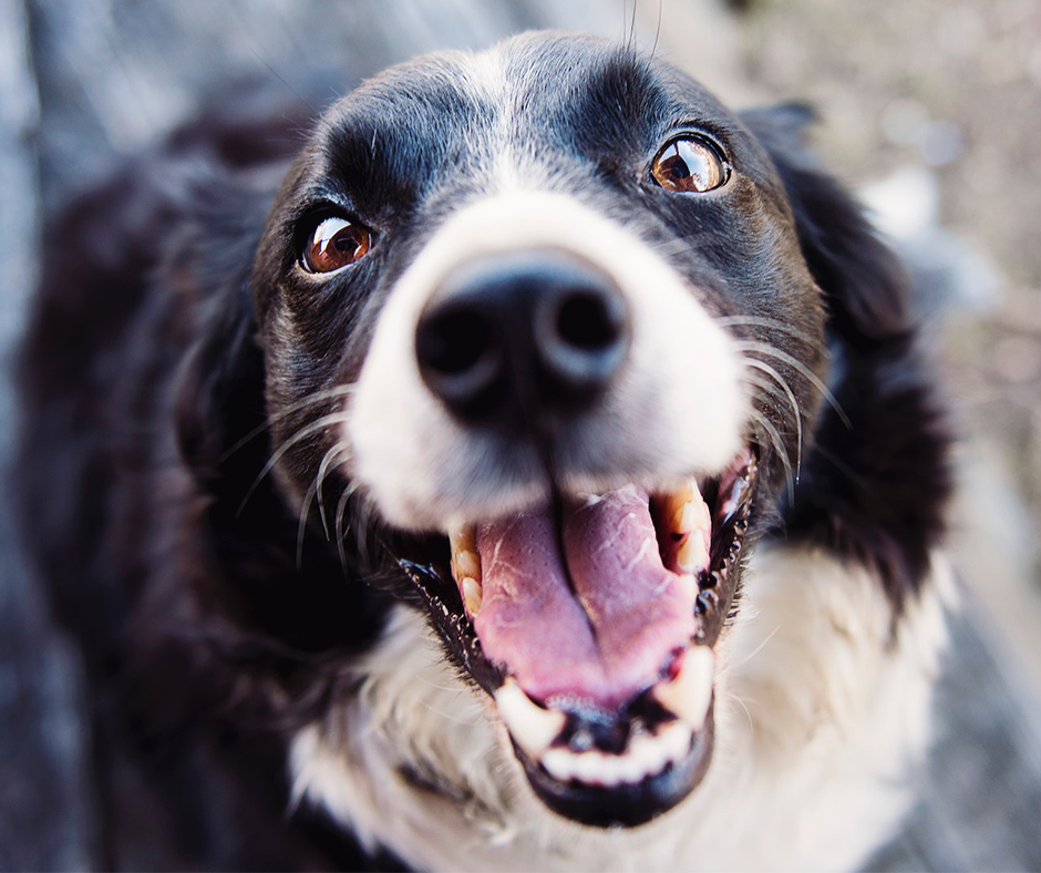 Smiling dog. Image credit: Kat Smith
