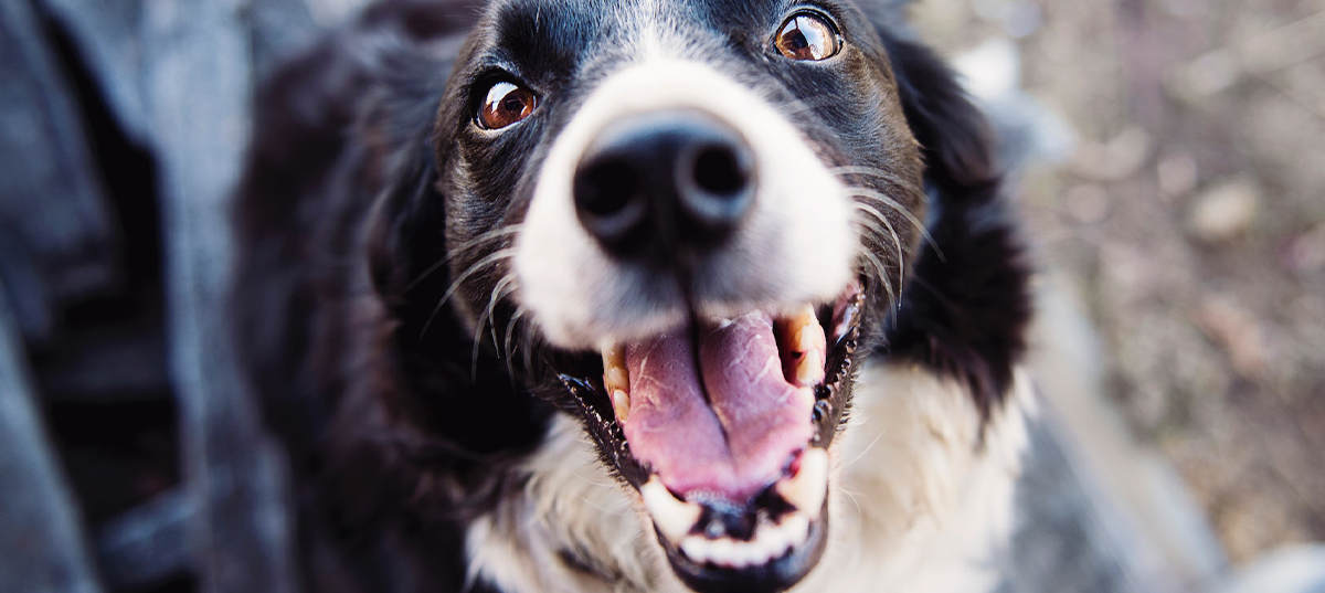 Smiling dog. Image credit: Kat Smith