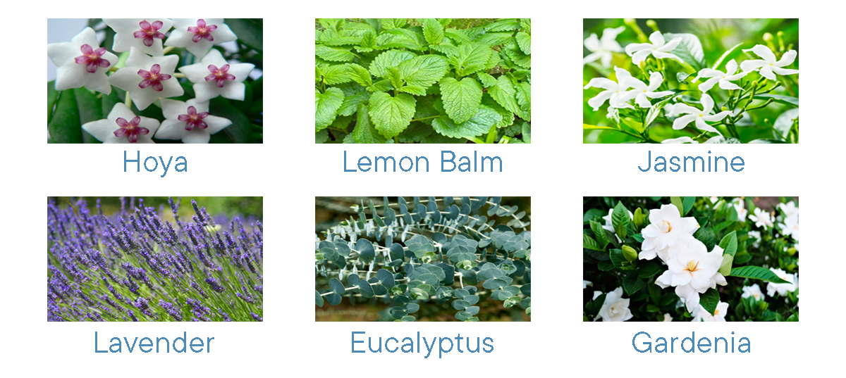 Six photos of fragrant houseplants: hoya, lemon balm, jasmine, lavender, eucalyptus, and gardenia.