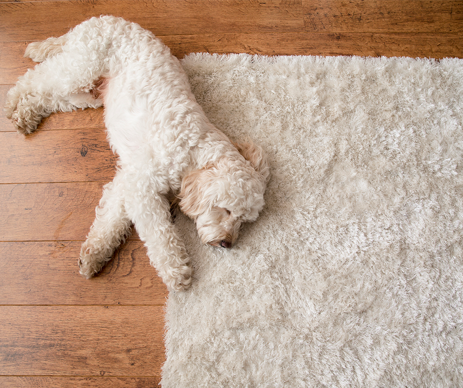 Small white dog laying on a throw rug. Image credit: iStock.