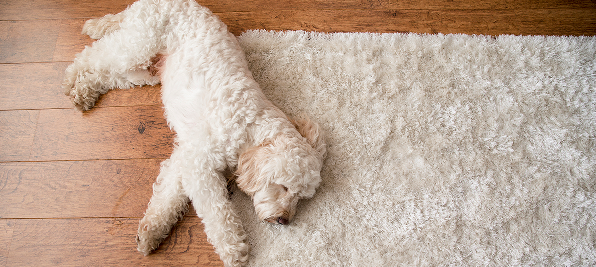 Small white dog laying on a throw rug. Image credit: iStock.