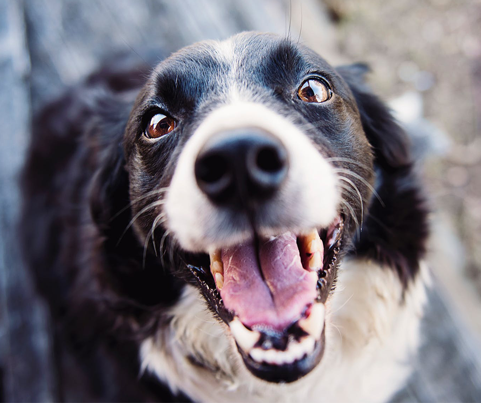 Elderly dog smiling. Image credit: Kat Smith