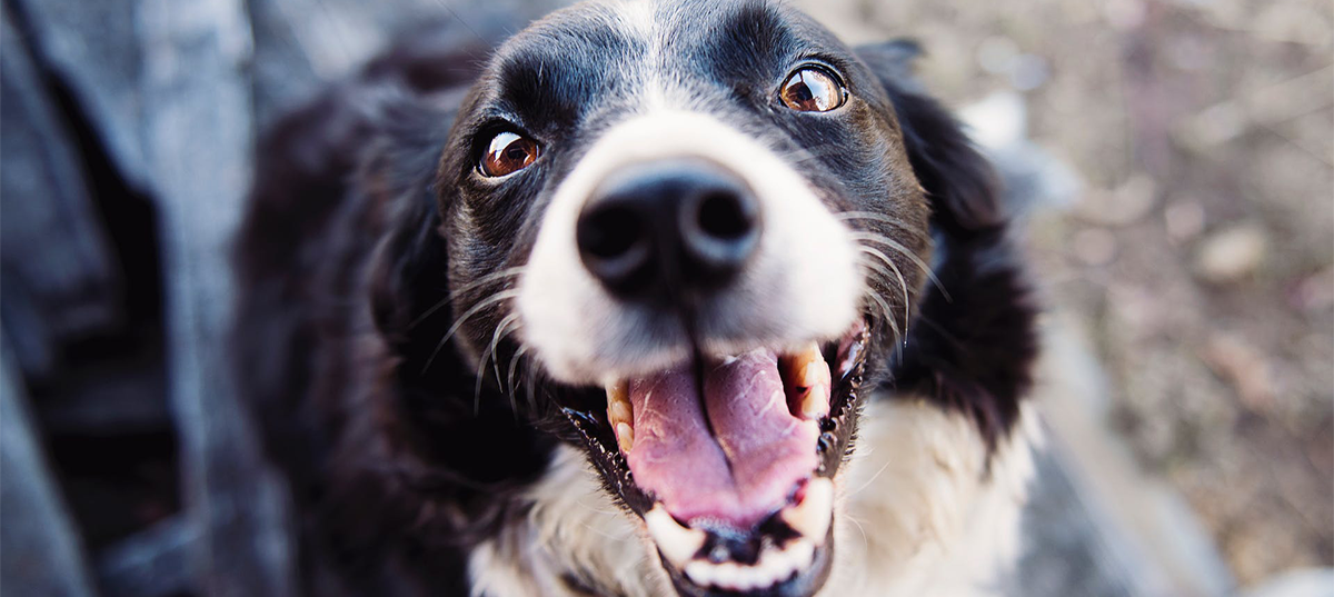 Elderly dog smiling. Image credit: Kat Smith