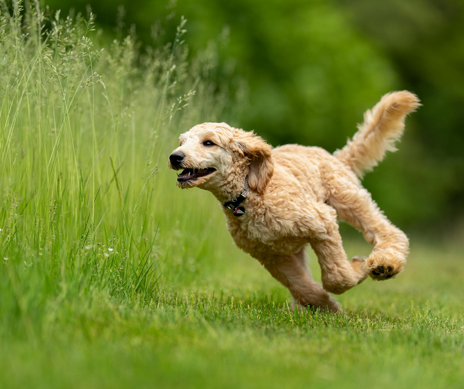 Tan dog running around a grassy area. Image credit: Skyler Ewing.