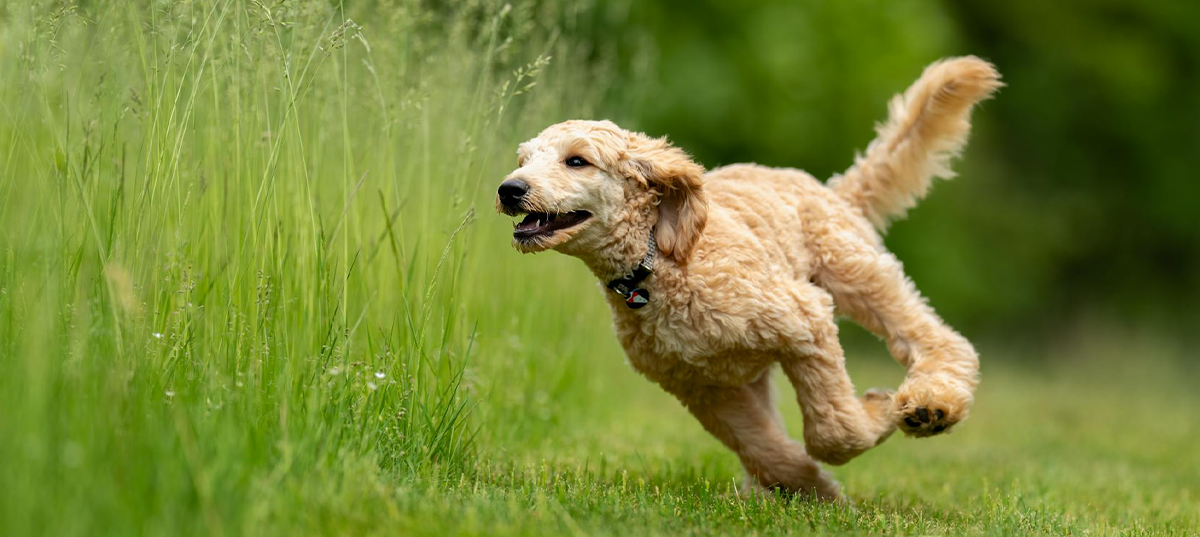 Tan dog running around a grassy area. Image credit:  Skyler Ewing.